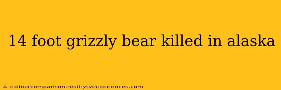 14 foot grizzly bear killed in alaska