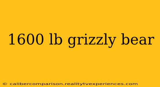 1600 lb grizzly bear