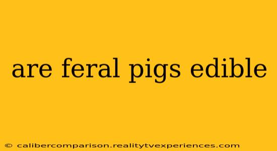 are feral pigs edible