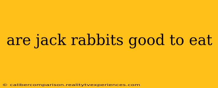 are jack rabbits good to eat