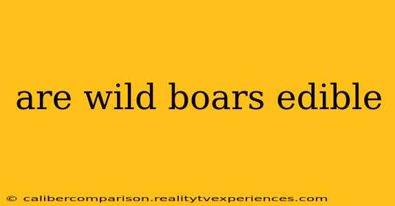 are wild boars edible