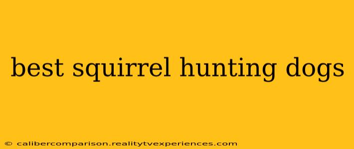 best squirrel hunting dogs