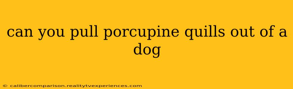 can you pull porcupine quills out of a dog