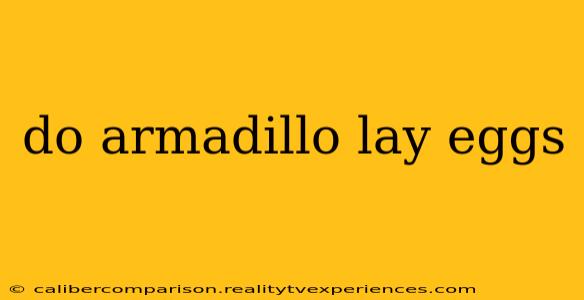 do armadillo lay eggs