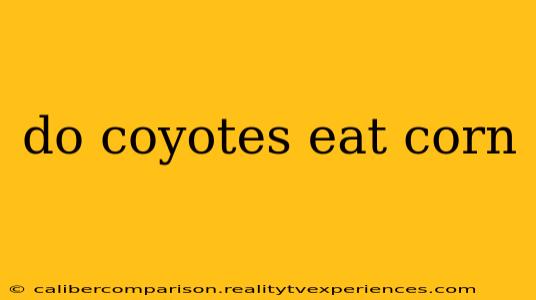 do coyotes eat corn