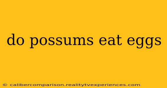 do possums eat eggs