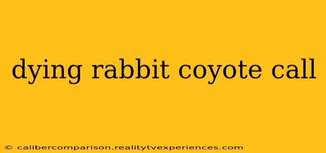 dying rabbit coyote call