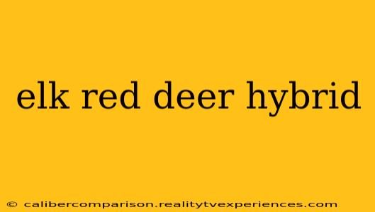 elk red deer hybrid