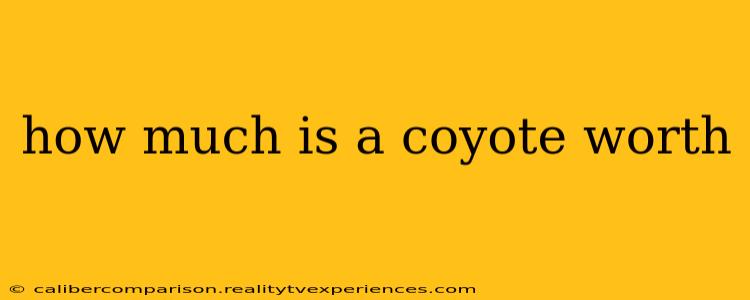 how much is a coyote worth