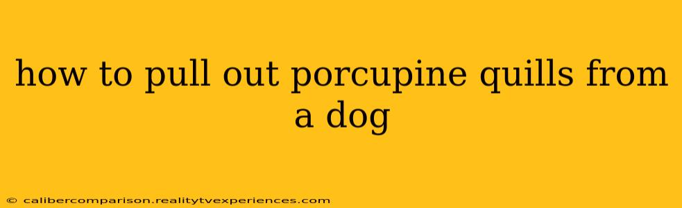 how to pull out porcupine quills from a dog