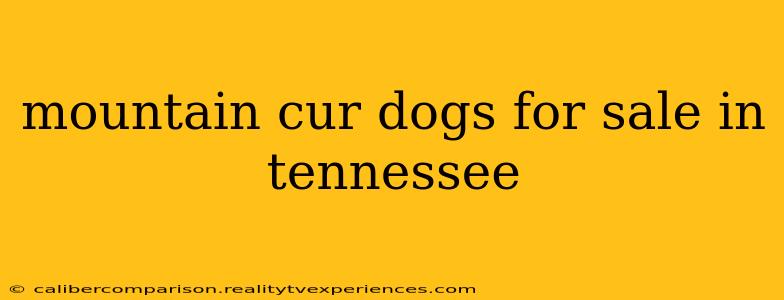 mountain cur dogs for sale in tennessee