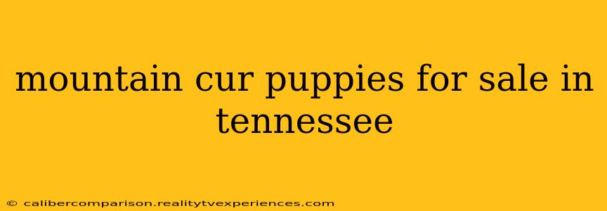 mountain cur puppies for sale in tennessee