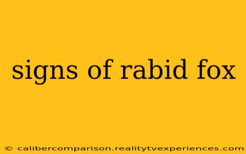 signs of rabid fox