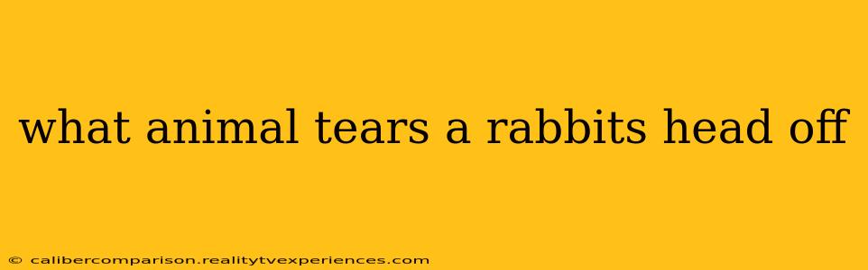 what animal tears a rabbits head off