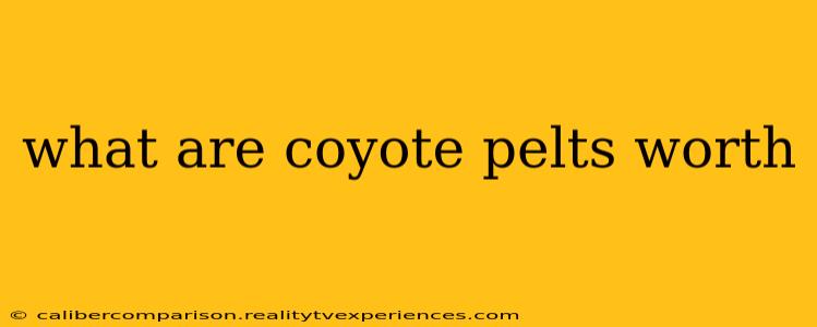 what are coyote pelts worth