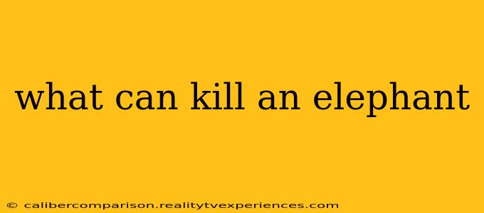 what can kill an elephant