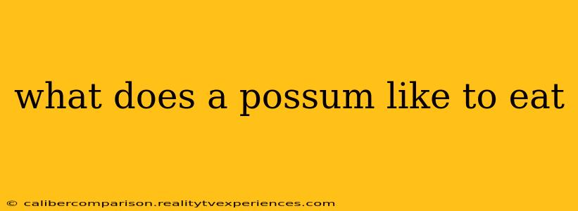 what does a possum like to eat