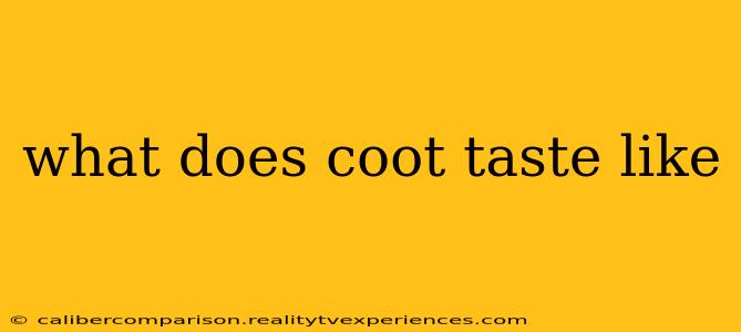 what does coot taste like