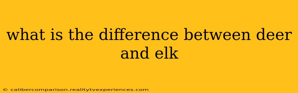 what is the difference between deer and elk