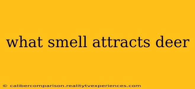 what smell attracts deer