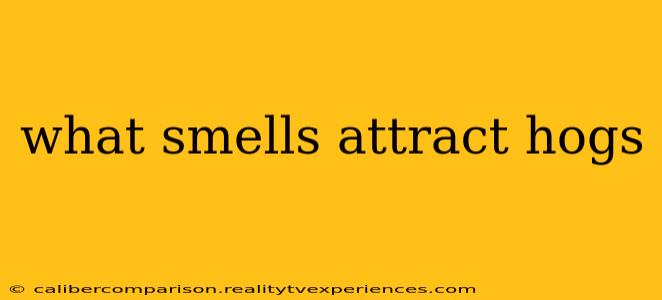 what smells attract hogs