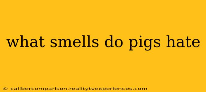 what smells do pigs hate