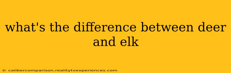 what's the difference between deer and elk