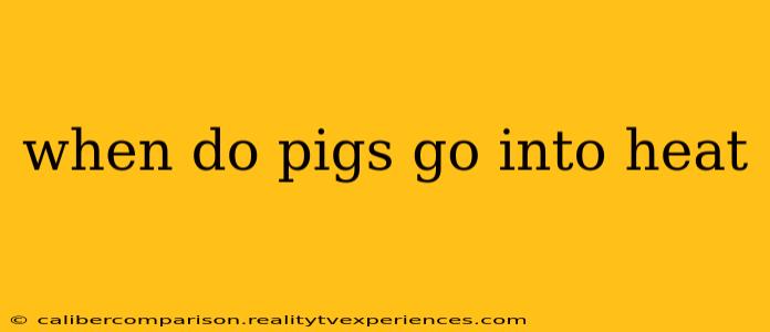 when do pigs go into heat