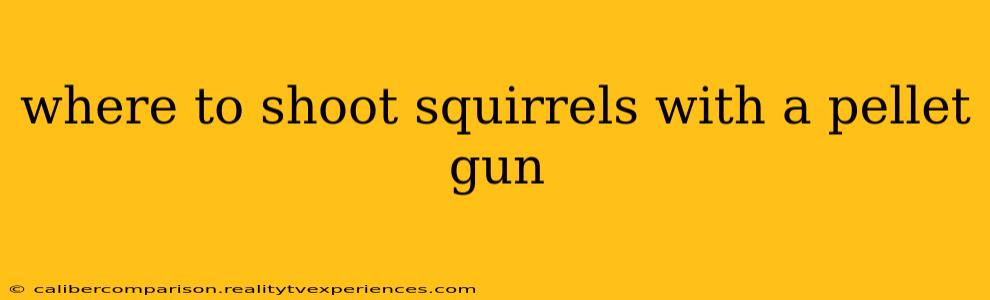 where to shoot squirrels with a pellet gun