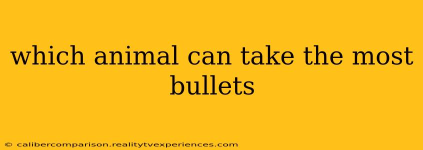 which animal can take the most bullets