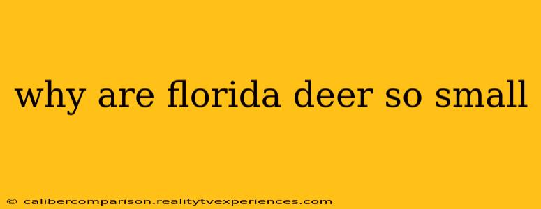 why are florida deer so small