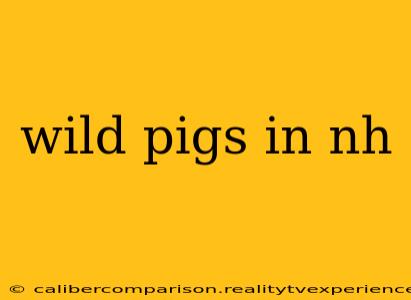 wild pigs in nh