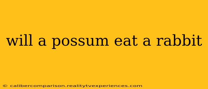 will a possum eat a rabbit