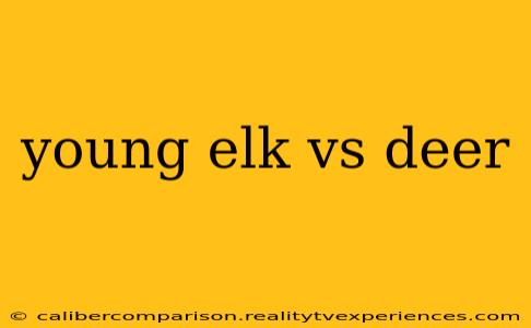 young elk vs deer